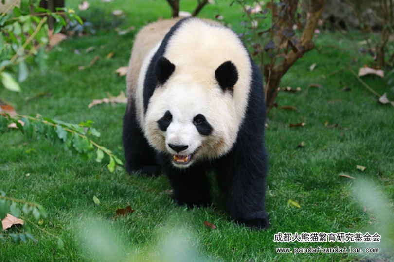 好"摆拍"的雅莉 - 成都大熊猫繁育研究基金会