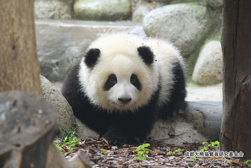 和花的正面照 - 成都大熊猫繁育研究基金会