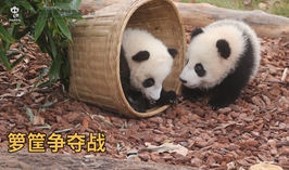 籮筐爭奪戰